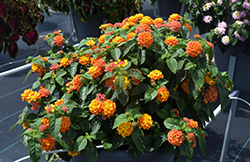 Lucky Flame Lantana (Lantana camara 'Lucky Flame') at Lakeshore Garden Centres
