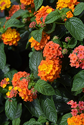 Lucky Flame Lantana (Lantana camara 'Lucky Flame') at Lakeshore Garden Centres