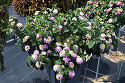 Lucky Lavender Lantana (Lantana camara 'Baluclav') at Lakeshore Garden Centres