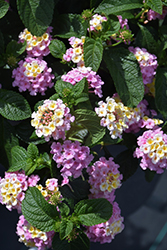 Lucky Lavender Lantana (Lantana camara 'Baluclav') at Lakeshore Garden Centres