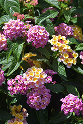 Lucky Pink Lantana (Lantana camara 'Lucky Pink') at Lakeshore Garden Centres