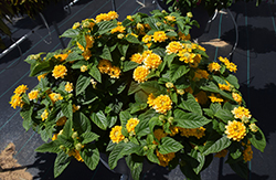 Lucky Pot of Gold Lantana (Lantana camara 'Balucgold') at Lakeshore Garden Centres
