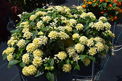 Shamrock Butterscotch Glow Lantana (Lantana 'Balshamochl') at Lakeshore Garden Centres
