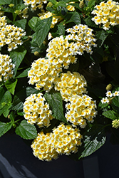 Shamrock Butterscotch Glow Lantana (Lantana 'Balshamochl') at Lakeshore Garden Centres