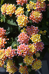 Shamrock Peach Lantana (Lantana 'Balshameai') at Lakeshore Garden Centres