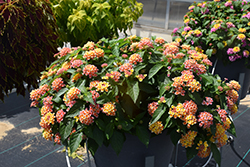 Shamrock Peach Lantana (Lantana 'Balshameai') at Lakeshore Garden Centres