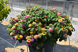 Shamrock Rose Lantana (Lantana 'Balshamose') at Lakeshore Garden Centres