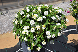 Shamrock White Lantana (Lantana 'Balshamite') at Lakeshore Garden Centres