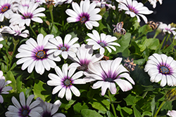 Serenity Lavender Frost African Daisy (Osteospermum 'Balserlavosim') at Lakeshore Garden Centres