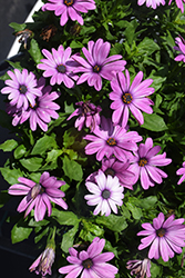Serenity Pink African Daisy (Osteospermum 'Balserpinkim') at Lakeshore Garden Centres