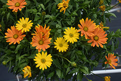 Akila Sunset Shades African Daisy (Osteospermum ecklonis 'PAS1260426') at Lakeshore Garden Centres