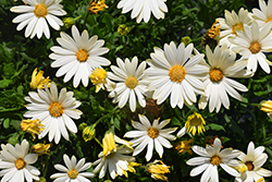 Voltage White African Daisy (Osteospermum 'Voltage White') at Lakeshore Garden Centres