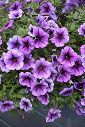 SureShot Blue Vein Petunia (Petunia 'Balsursbluv') at Lakeshore Garden Centres