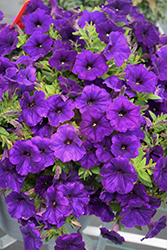 SureShot Dark Blue Petunia (Petunia 'Balsursarlu') at Lakeshore Garden Centres