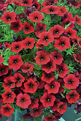 SureShot Dark Red Petunia (Petunia 'Balsursared') at Lakeshore Garden Centres