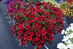 SureShot Dark Red Petunia (Petunia 'Balsursared') at Lakeshore Garden Centres