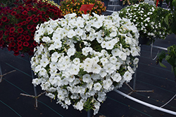 SureShot White Petunia (Petunia 'Balsursite') at Lakeshore Garden Centres