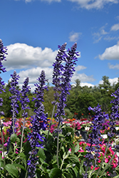 Mystic Spires Sage (Salvia 'Mystic Spires') at Lakeshore Garden Centres