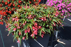 Mistral Pink Begonia (Begonia boliviensis 'KLEBG16500') at Lakeshore Garden Centres