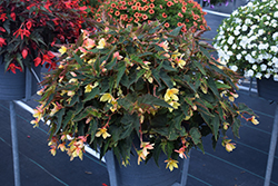 Mistral Yellow Begonia (Begonia boliviensis 'KLEBG16495') at Lakeshore Garden Centres