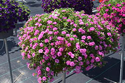 MiniFamous Neo Double Pink Calibrachoa (Calibrachoa 'KLECA16356') at Lakeshore Garden Centres