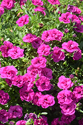 MiniFamous Neo Double Purple Calibrachoa (Calibrachoa 'KLECA14276') at Lakeshore Garden Centres