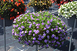 MiniFamous Neo Double Silver Blue Calibrachoa (Calibrachoa 'KLECA16364') at Lakeshore Garden Centres