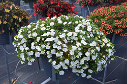 MiniFamous Neo Double White Calibrachoa (Calibrachoa 'KLECA22893') at Lakeshore Garden Centres