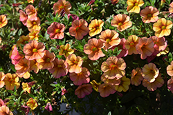 MiniFamous Uno Orange + Red Vein Calibrachoa (Calibrachoa 'KLECA22825') at Lakeshore Garden Centres