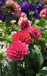 Dalaya Raspberry Dahlia (Dahlia 'Dalaya Raspberry') at Lakeshore Garden Centres