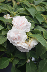 Glimmer White Double Impatiens (Impatiens 'Balglimite') at Lakeshore Garden Centres