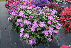 Valiant Orchid Vinca (Catharanthus roseus 'Valiant Orchid') at Lakeshore Garden Centres