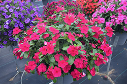 Valiant Burgundy Vinca (Catharanthus roseus 'Valiant Burgundy') at Lakeshore Garden Centres