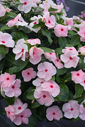 Valiant Apricot Vinca (Catharanthus roseus 'Valiant Apricot') at Lakeshore Garden Centres