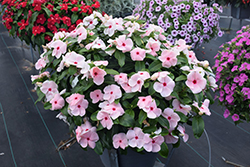 Valiant Apricot Vinca (Catharanthus roseus 'Valiant Apricot') at Lakeshore Garden Centres