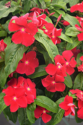 Titan Really Red Vinca (Catharanthus roseus 'Titan Really Red') at Lakeshore Garden Centres