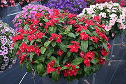 Titan Really Red Vinca (Catharanthus roseus 'Titan Really Red') at Lakeshore Garden Centres