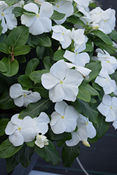 Titan Pure White Vinca (Catharanthus roseus 'Titan Pure White') at Lakeshore Garden Centres