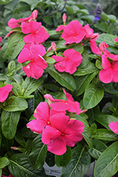 Titan Punch Vinca (Catharanthus roseus 'Titan Punch') at Lakeshore Garden Centres