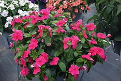 Titan Punch Vinca (Catharanthus roseus 'Titan Punch') at Lakeshore Garden Centres