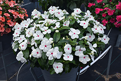 Titan Polka Dot Vinca (Catharanthus roseus 'Titan Polka Dot') at Lakeshore Garden Centres