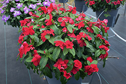 Titan Dark Red Vinca (Catharanthus roseus 'Titan Dark Red') at Lakeshore Garden Centres