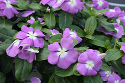 Titan Lavender Blue Halo Vinca (Catharanthus roseus 'Titan Lavender Blue Halo') at Lakeshore Garden Centres