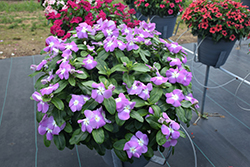 Titan Lavender Blue Halo Vinca (Catharanthus roseus 'Titan Lavender Blue Halo') at Lakeshore Garden Centres