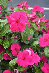 Titan Burgundy Vinca (Catharanthus roseus 'Titan Burgundy') at Lakeshore Garden Centres