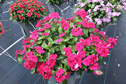 Titan Burgundy Vinca (Catharanthus roseus 'Titan Burgundy') at Lakeshore Garden Centres