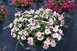 Titan Apricot Vinca (Catharanthus roseus 'Titan Apricot') at Lakeshore Garden Centres