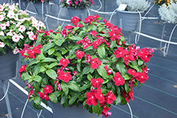 Titan Cranberry Vinca (Catharanthus roseus 'PAS1537843') at Lakeshore Garden Centres