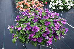 Tattoo Blueberry Vinca (Catharanthus roseus 'PAS1357700') at Lakeshore Garden Centres