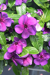 Tattoo Blueberry Vinca (Catharanthus roseus 'PAS1357700') at Lakeshore Garden Centres